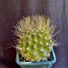 Neoporteria Villosa Cactus Plant Fresh Garden