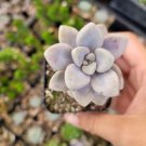 New Live Rosette Echeveria Cv. Onslow Plant Fully Rooted In 4 Inch Planter Pot Fresh Garden New Live Rosette Echeveria Cv. Onslow Plant Fully Rooted In 4 Inch Planter Pot Fresh Garden