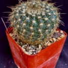 Notocactus Apricus Cactus Plant Fresh Garden