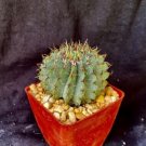 Notocactus Buinningii Cactus Plant Fresh Garden