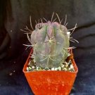 Neochilenia Jussieui Cactus Plant Fresh Garden