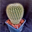 Notocactus Gutierrezii Cactus Plant Fresh Garden