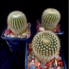 Notocactus Gutierrezii Lot Of 3 Cactus Plant Fresh Garden