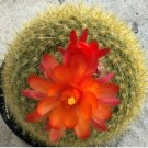 Notocactus Haselbergii Scarlet Crown Comes In A 3.5  Pot Fresh Garden