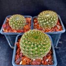 Notocactus Elegans Lot Of 3 Cactus Plants Fresh Garden