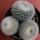 Notocactus Haselbergii Scarlet Crown 3 Headed Plant Comes In A 3.5 Pot Fresh Garden