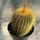 Notocactus Leninghausii Golden Ball Cactus Comes In A 2.5 Pot Fresh Garden Notocactus Leninghausii Golden Ball Cactus Comes In A 2.5 Pot Fresh Garden