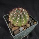 Notocactus Ottonis Cactus Plant Fresh Garden
