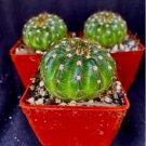 Notocactus Ottonis Lot Of 3 Cactus Plants Fresh Garden