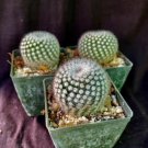 Notocactus Scopa Lot Of 3 Cactus Plants Fresh Garden