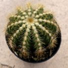 Notocactus Magnificus  Balloon Cactus Comes In A 2.5 Pot Fresh Garden