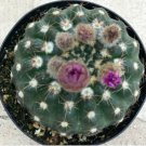 Notocactus Uebelmannia Comes In A 2.5  Pot Fresh Garden