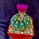 Notocactus Uebelmannianus Cactus Plants Fresh Garden