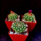 Notocactus Uebelmannianus Lot Of 3 Cactus Plants Fresh Garden