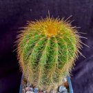 Notocactus Warasii Cactus Plant Fresh Garden