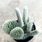 Opuntia Microdasys Angel Wings Comes In A 2.5 Pot Fresh Garden