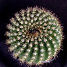Notocactus Werdermannianus Cactus Plant Fresh Garden