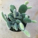 Opuntia Microdasys Angel Wings Comes In A 3.5  Pot Fresh Garden