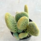 Opuntia Microdasys Bunny Ears Comes In A 2.5 Pot Fresh Garden