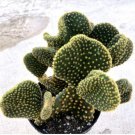 Opuntia Microdasys Crazy Bunny Comes In A 3.5 Pot Fresh Garden