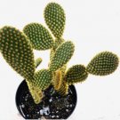 Opuntia Microdasys Bunny Ears Comes In A 3.5  Pot Fresh Garden