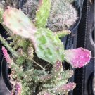 Opuntia Monacantha Variegata Comes In A 3.5 Pot Fresh Garden