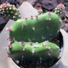 Opuntia Quitensis Johnson S Hybrid Comes In A 2.5  Pot Fresh Garden