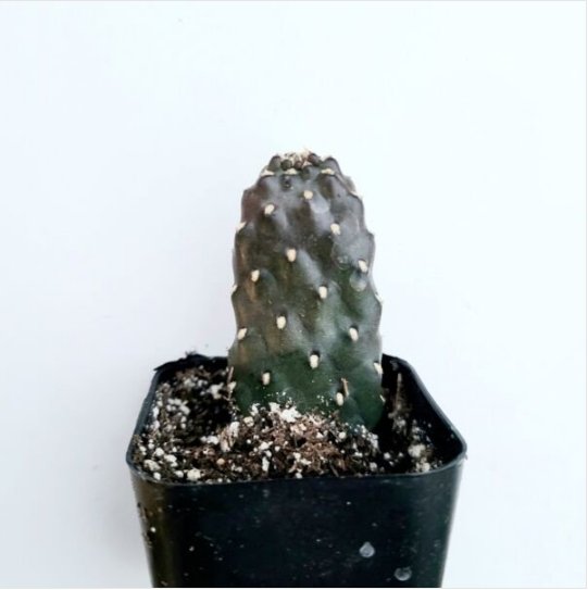 Opuntia Rubescens Road Kill Cactus Fresh Garden