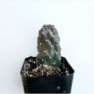 Opuntia Rubescens Road Kill Cactus Fresh Garden