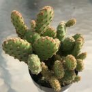 Opuntia Rufida Minima Monstrose Comes In A 2.5 Pot Fresh Garden