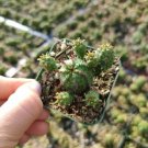 Opuntia Santarita Santa Rita Purple Prickly Pear Cactus Fresh Garden