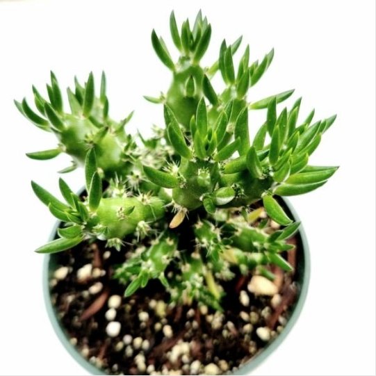 Opuntia Subulata Eve&acirc;��S Needle Cactus Fresh Garden