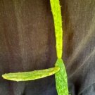 Opuntia Vulgaris Cv. Sunburst Cactus Plant Fresh Garden