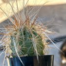 Oreocereus Celsianus Old Man Of The Andes Comes In A 2.5 Pot Fresh Garden Oreocereus Celsianus Old Man Of The Andes Comes In A 2.5 Pot Fresh Garden