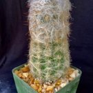 Oreocereus Trollii Cactus Plant Fresh Garden