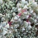 Oscularia Deltoides Deltoid-Leaved Dew Plant 3 Cuttings 4 - 6 In Length Fresh Garden