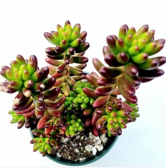 Othonna Capensis Little Pickles Succulent Plant Full Rooted In 4 Inch Plant Pot Fresh Garden