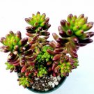 Othonna Capensis Little Pickles Succulent Plant Full Rooted In 4 Inch Plant Pot Fresh Garden Othonna Capensis Little Pickles Succulent Plant Full Rooted In 4 Inch Plant Pot Fresh Garden