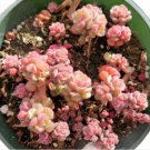 Pachyphytum Machucae Baby Fingers Succulent Plant Fresh Garden