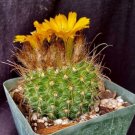 Parodia Chrysacanthion Cactus Plant Fresh Garden