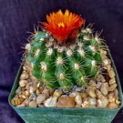 Parodia Mairanana Cactus Plant Fresh Garden