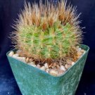 Parodia Penicilata Cactus Plant Fresh Garden