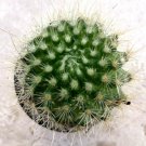 Parodia Penicillata Comes In A 3.5 Pot Fresh Garden