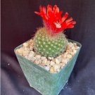 Parodia Sanguiniflora Cactus Plant Fresh Garden