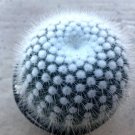 Parodia Silver Ball Cactus Comes In A 2.5 Pot Fresh Garden Parodia Silver Ball Cactus Comes In A 2.5 Pot Fresh Garden