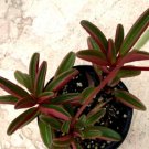 Peperomia Graveolens Comes In A 3.5 Pot Fresh Garden