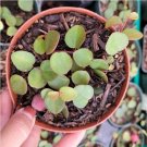 Peperomia Ruby Cascade Succulent Plant Fresh Garden