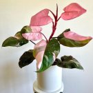 Philodendron PINK PRINCESS Variegated 1 Rooted Cutting node