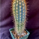 Pilosocereus Flexibilispinus Cactus Plant Fresh Garden Pilosocereus Flexibilispinus Cactus Plant Fresh Garden