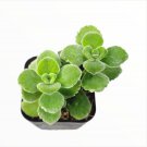 Plectranthus Tomentosa - Vicks Plant Fresh Garden